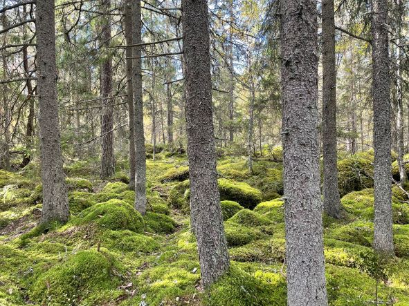 Höstmys Och Brödbak I Storskogen - Biotopia