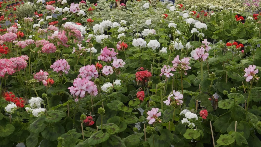 Pelargoner med blommor i flera färger