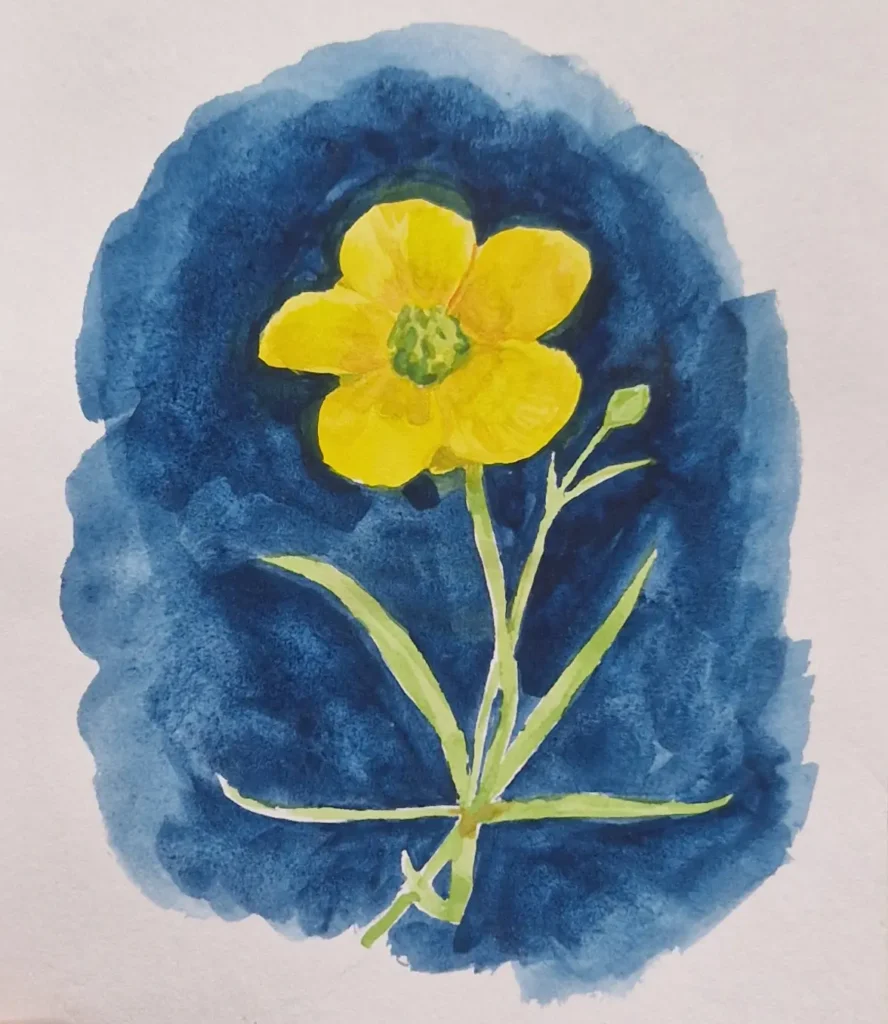 Akvarellmålning av smörblomma