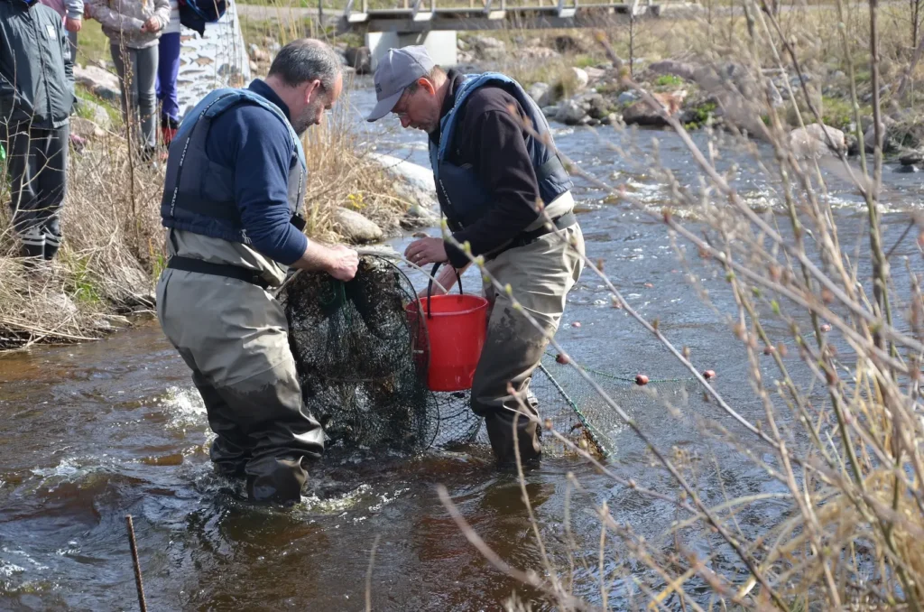 Två personer med vadarbyxor står i en liten å och håller i fiskeredskap.