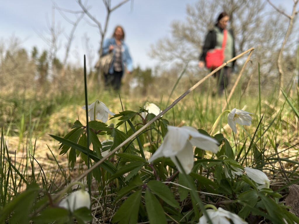 I förgrunden närbild på vitsippor, i bakgrunden två personer som promenerar.