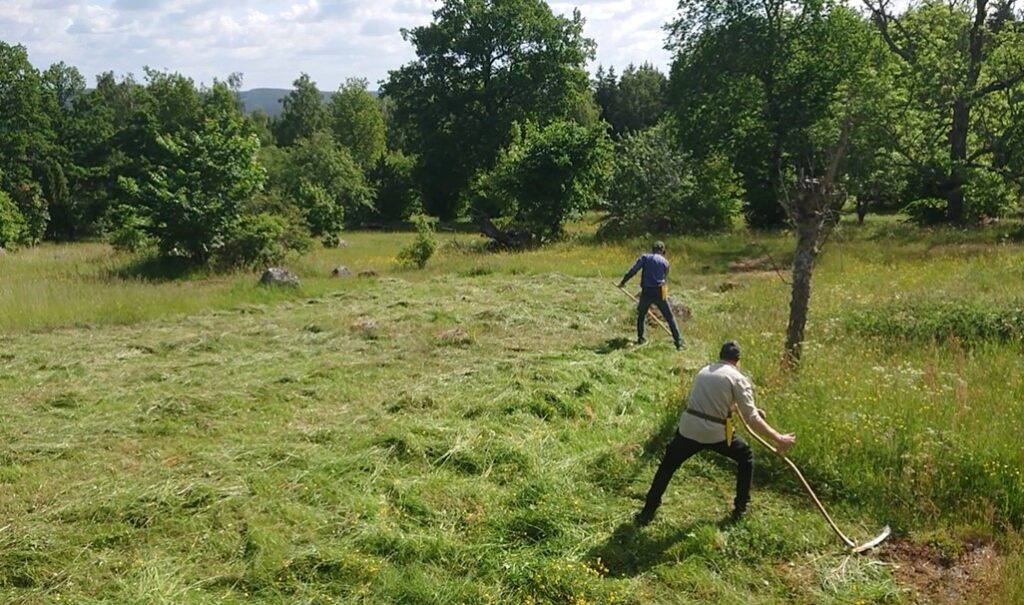 Två personer som slår med lie på en äng