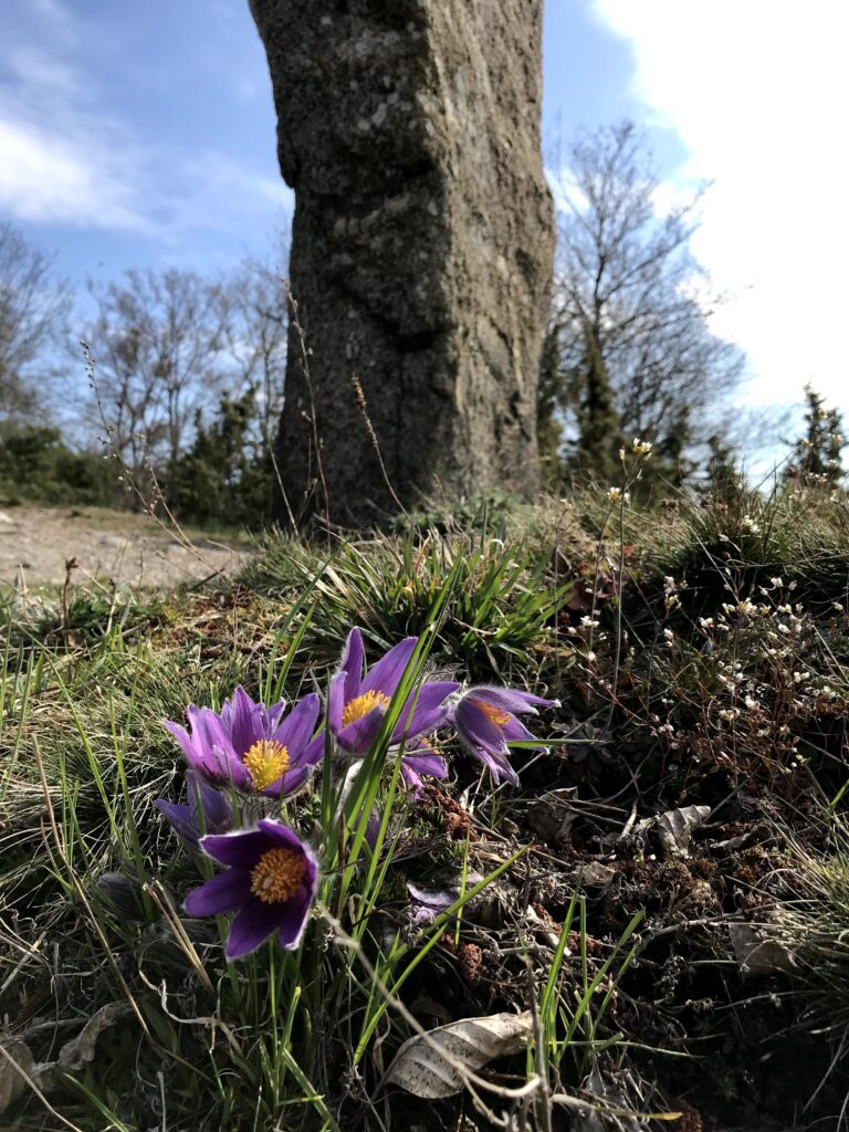 Backsippor vid Varpsund