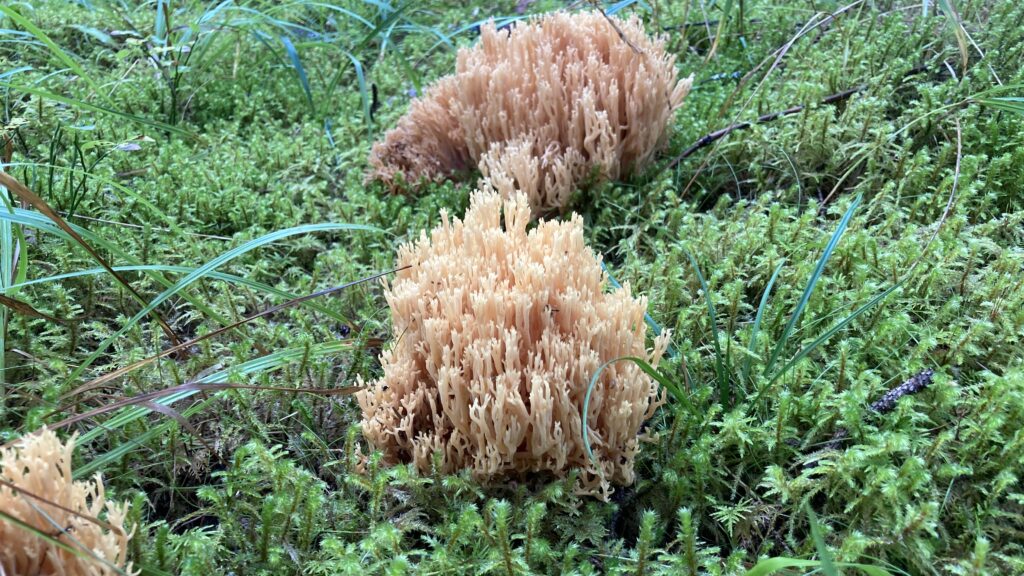 Fingersvampar i mossa