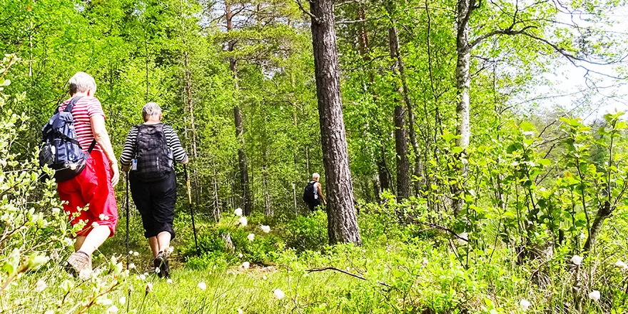 Vandrare i skog