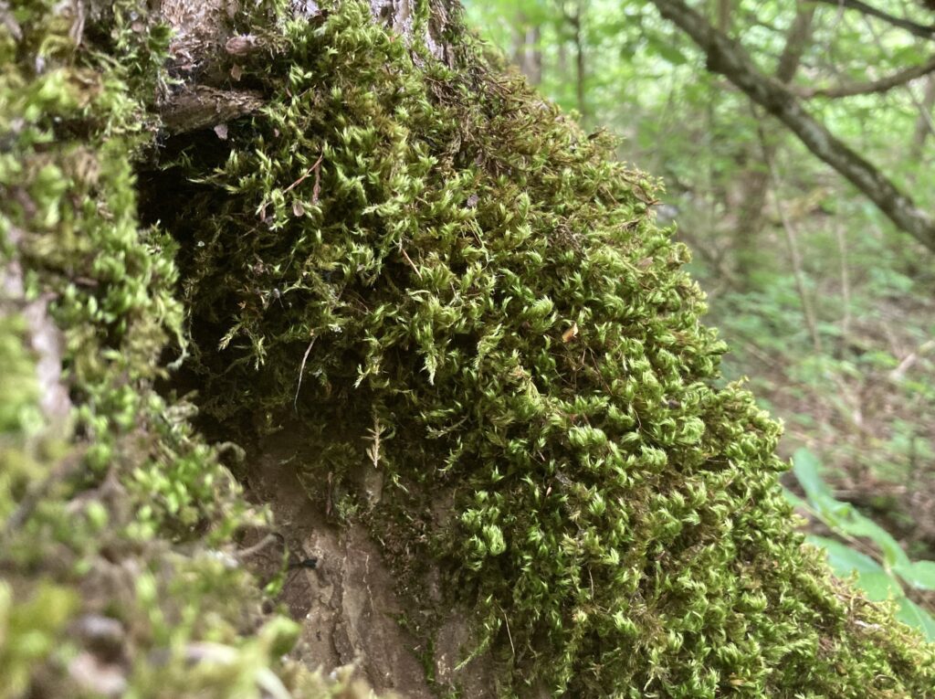 Ärgmossa på trädstammar indikerar en miljö som varit skogsklädd under lång tid.
