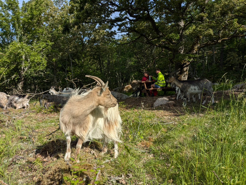 Betande getter vid Uvberget