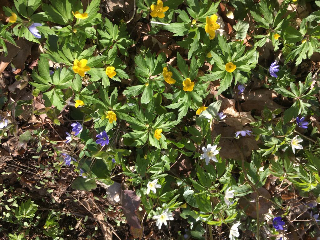 "Parnassen" i Hjälstavikens naturreservat är känt för en rik flora, med möjlighet att se tre sorters sippor samtidigt på våren.