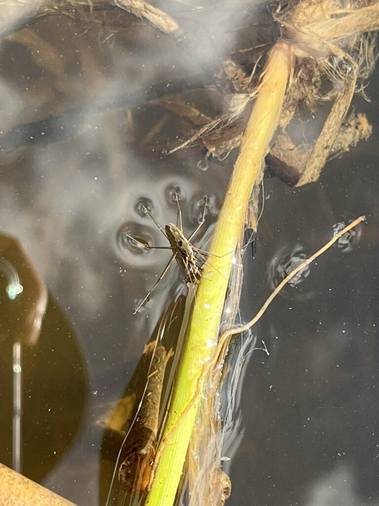 Skräddare på vattenytan