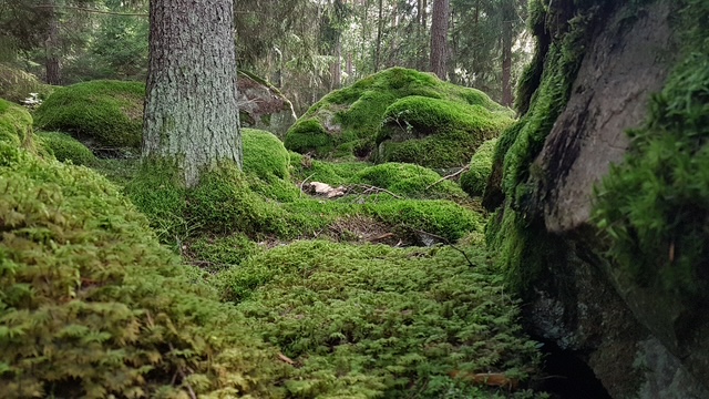 Mossor på stora sten och träd.