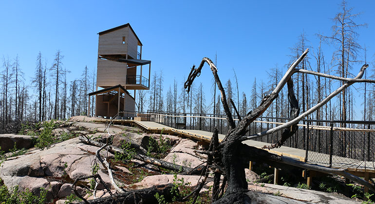 Utkikstornet vid Grävlingsberget i Hälleskogsbrännans naturreservat