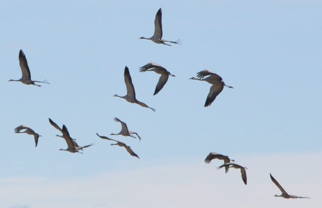 Hundratals tranor landar vid Hjälstaviken för natten.