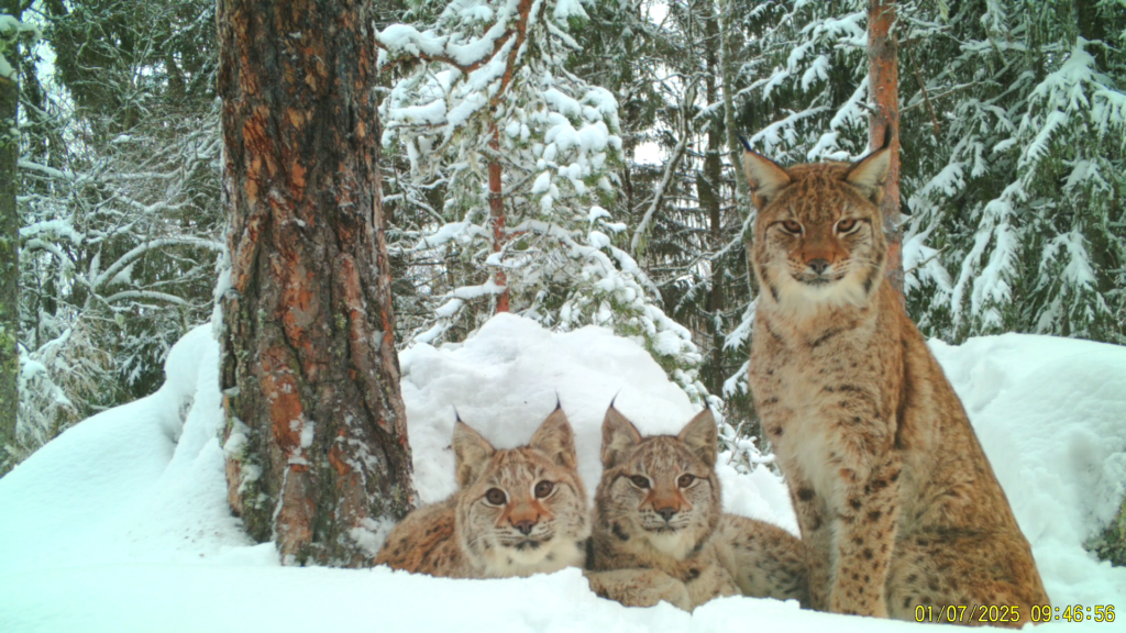 Tre lodjur i en snöig skog