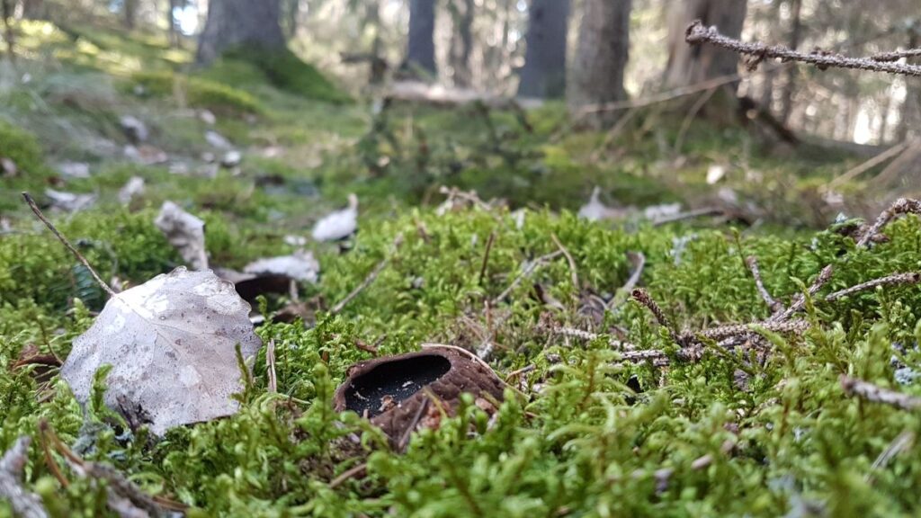 Svampen bombmurkla sticker nätt och jämt upp ur mossan i ett äldre granskogspartri i Nåsten.
