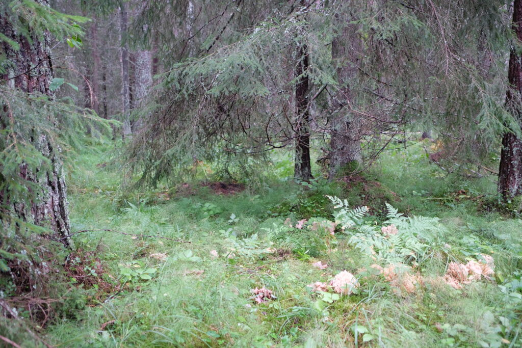 Skog med Violgubbe