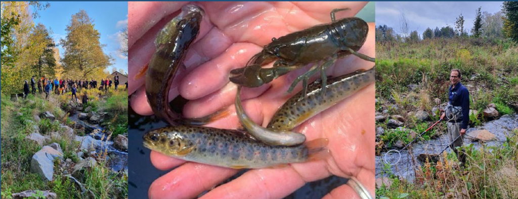Elfiske i Hargsån samt fisk och kräftor från ån